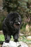 CHOW CHOW 630